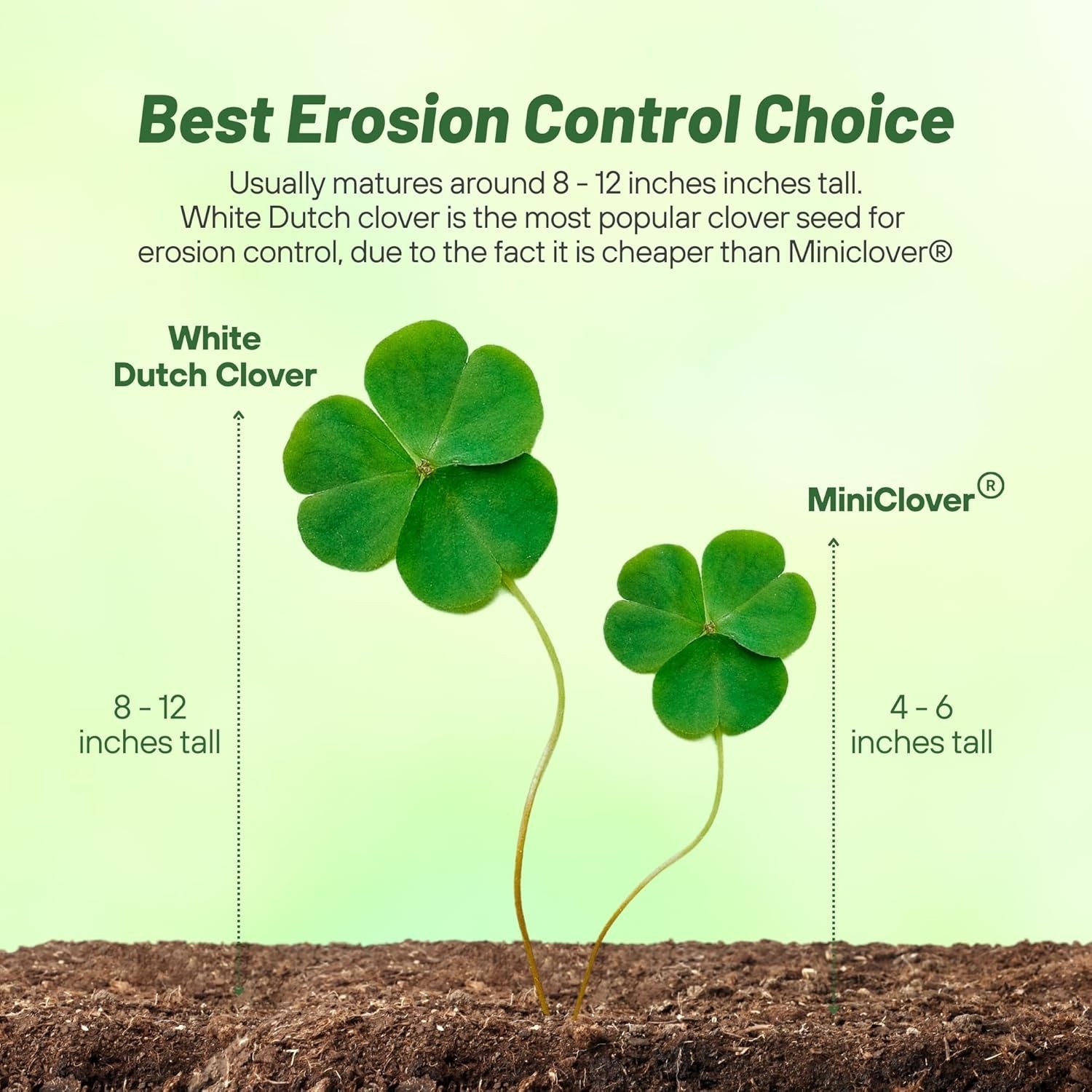 10 lb Nitrocoated White Clover Seed – Drought Tolerant Lawn Alternative