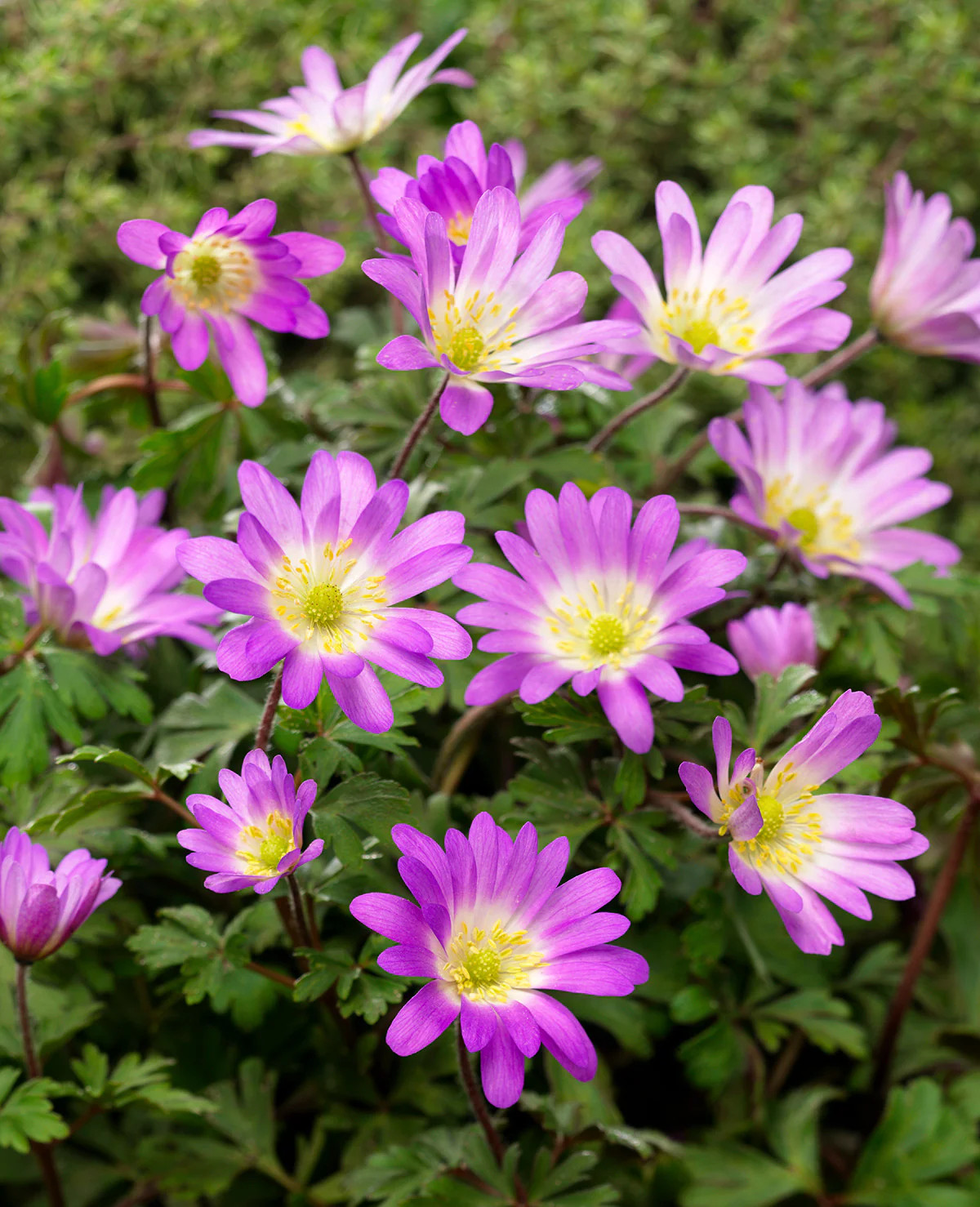 Charmer Anemone blanda – 25 bulbs