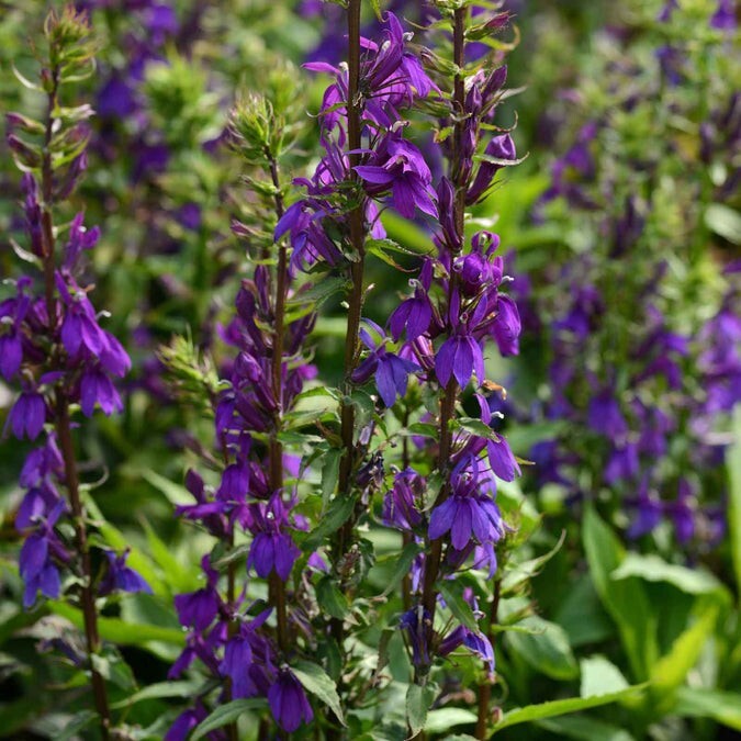 Lobelia, purple (Lobelia Vedrariensis) SEEDS