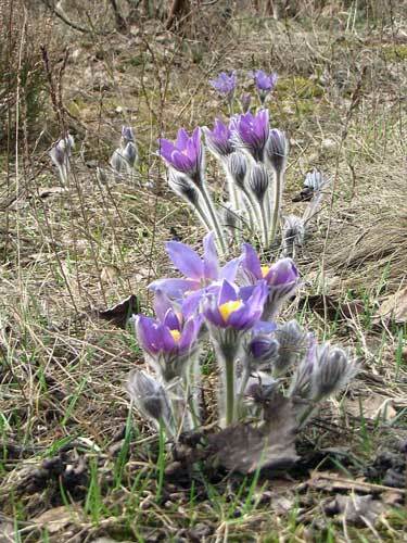 Pulsatilla patens var. wolfgangiana | May Day Flower | Pasque Flower | 50 Seeds