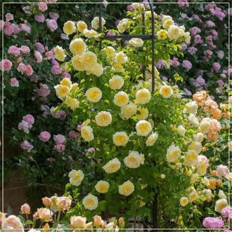 25 CLIMBING ROSE SEEDS Garden Plant Flower rare exotic USA seller FREE shipping
