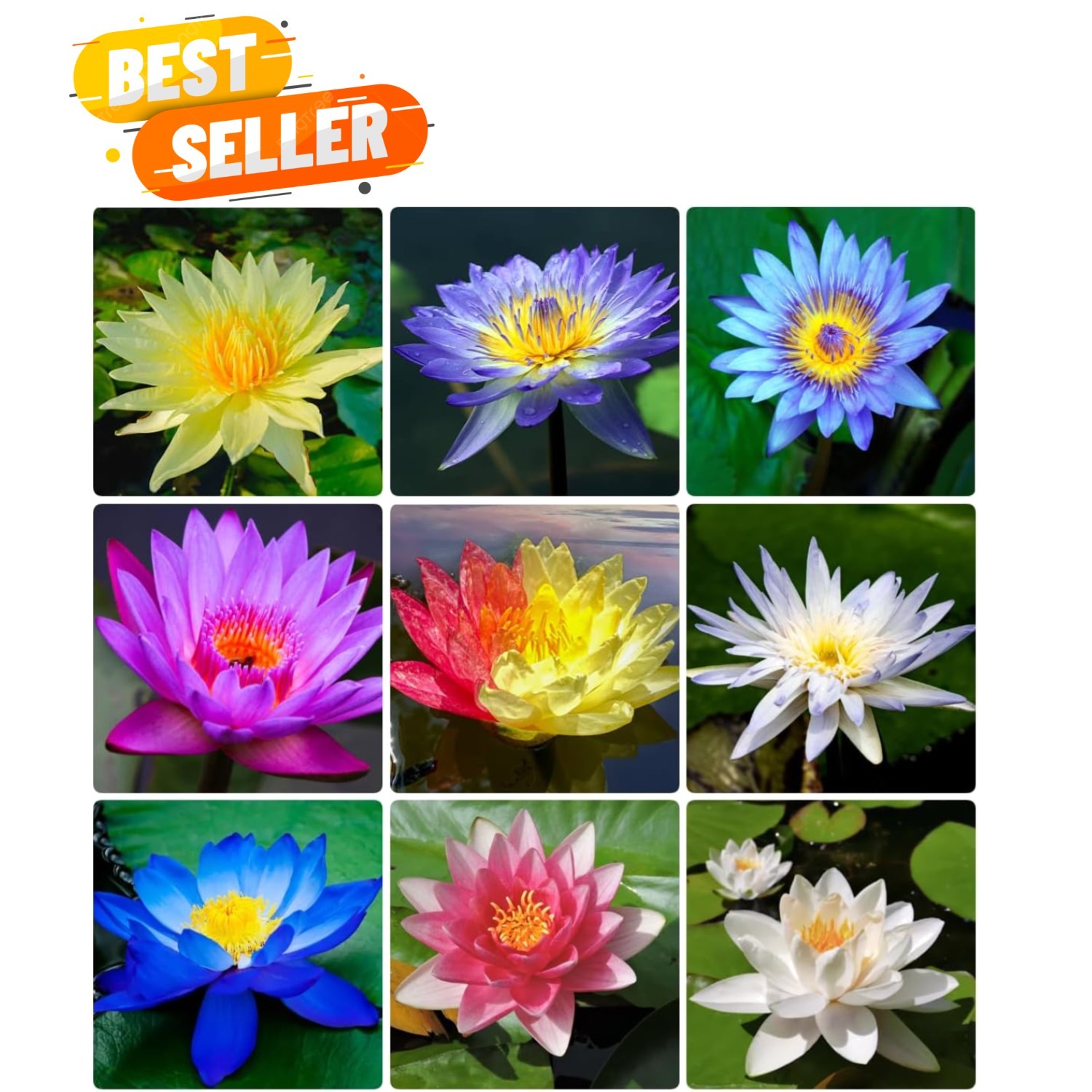 160+ Bowl Lotus Seeds for Planting – Water Lily Seeds, Non-GMO Aquatic Plant,…
