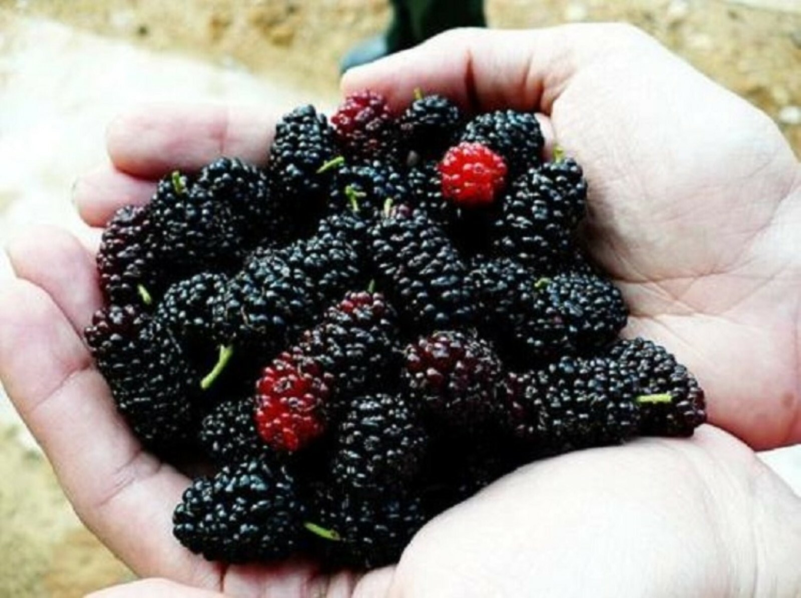 Black Mulberry (Morus nigra) 2 year old plant, bare root 12-20 inches tall