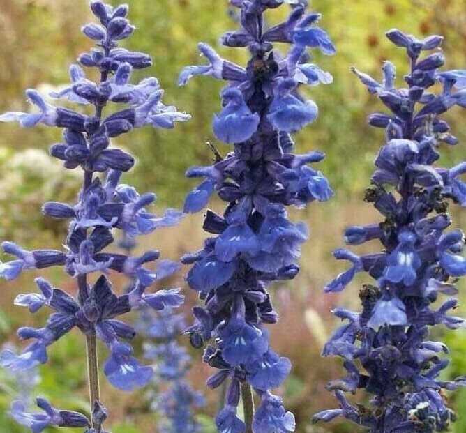BLUE SAGE FLOWER SEEDS 200+ SALVIA FARNICEA garden ORNAMENTAL FREE SHIPPING