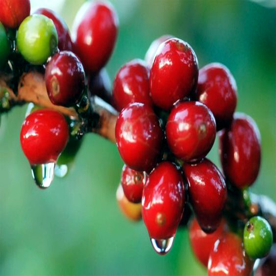 10 Coffea arabica Seeds Tropical EXOTIC Coffee Bean Indoor House Plant Tree RARE