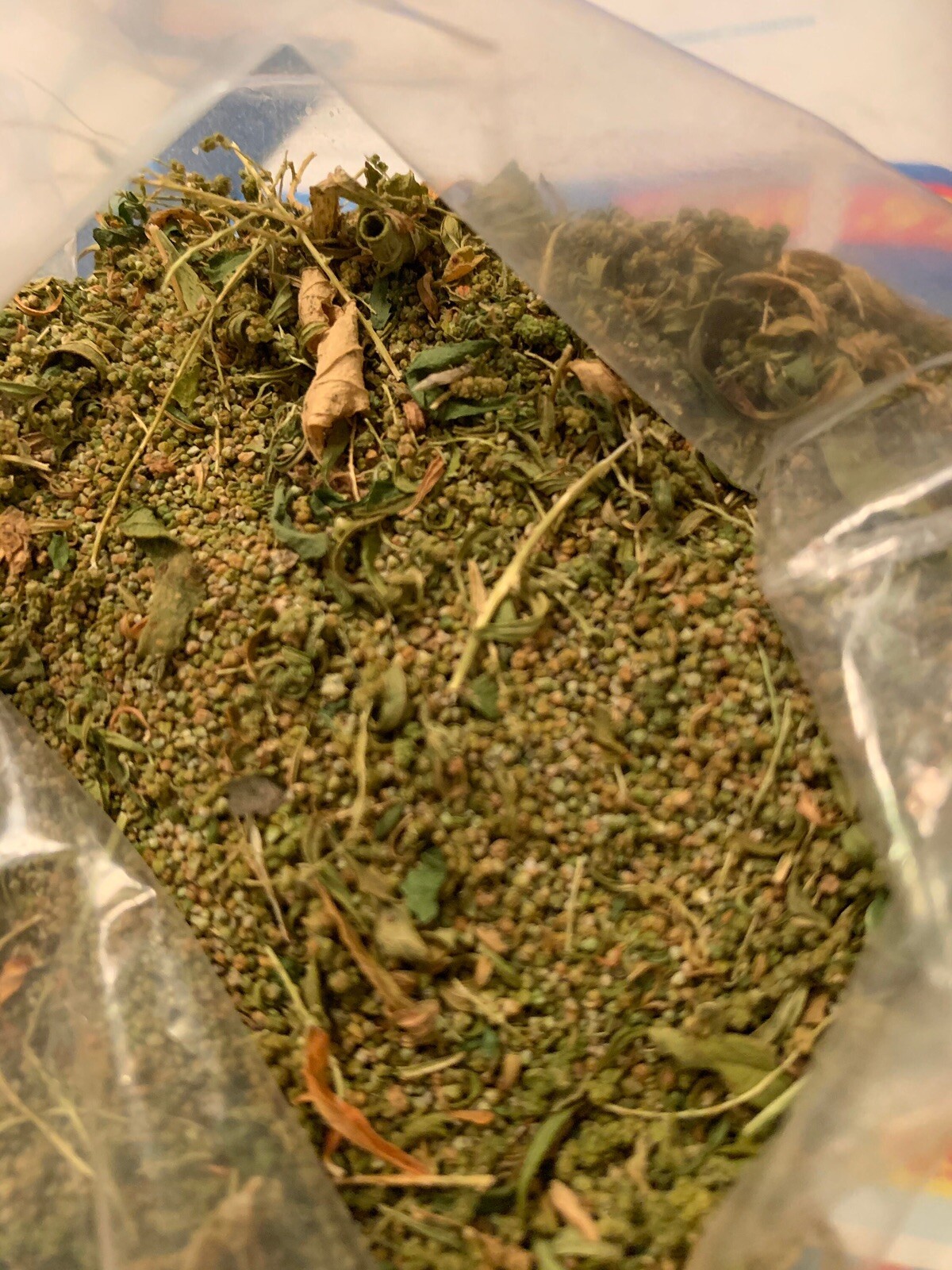 Organic Epazote seeds Chenopodium ambrosoides 1 GRAM-OVER 4,000 SEEDS! SEMILLAS