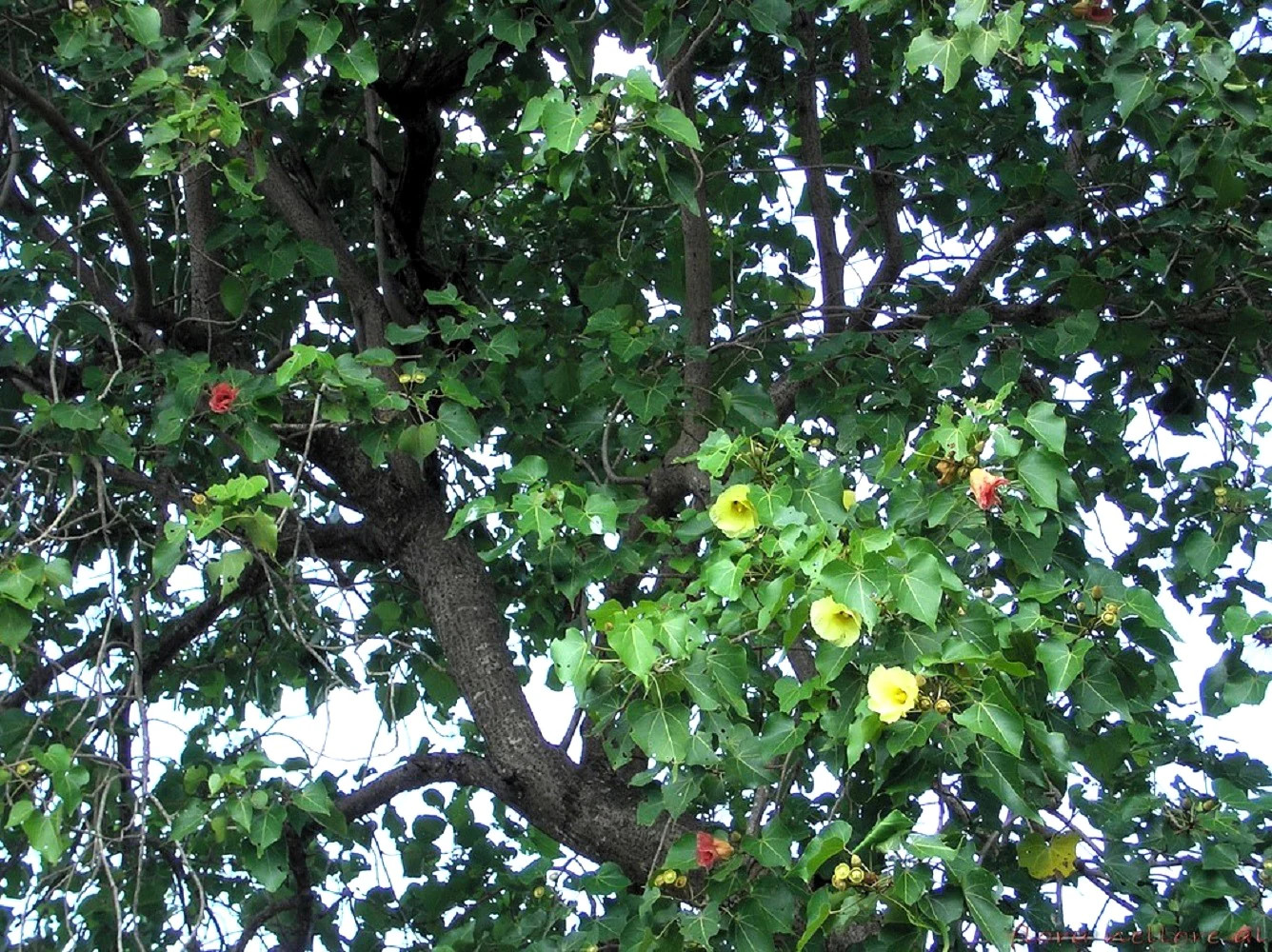 10 PORTIA TREE Yellow Pink Purple Flowers Change Color Thespesia Populnea Seeds