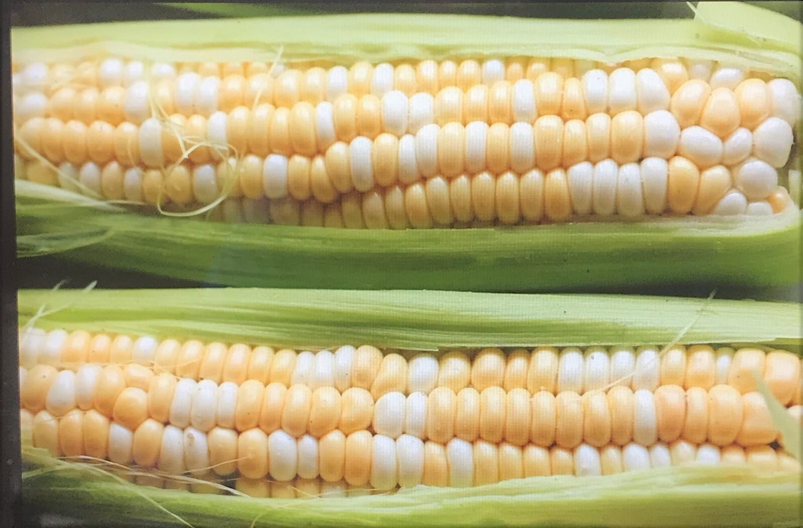 G90 Delicious Hybrid Sweet Corn Seed Bicolor Treated 700+ Seeds, 8oz. 95% Germ.