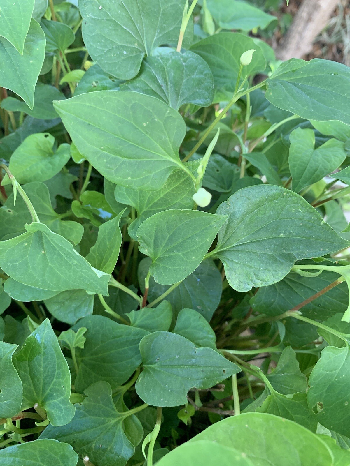 Fish Mint, Houttuynia Cordata, Chameleon Plant – 10 Bare Root Plants – USA