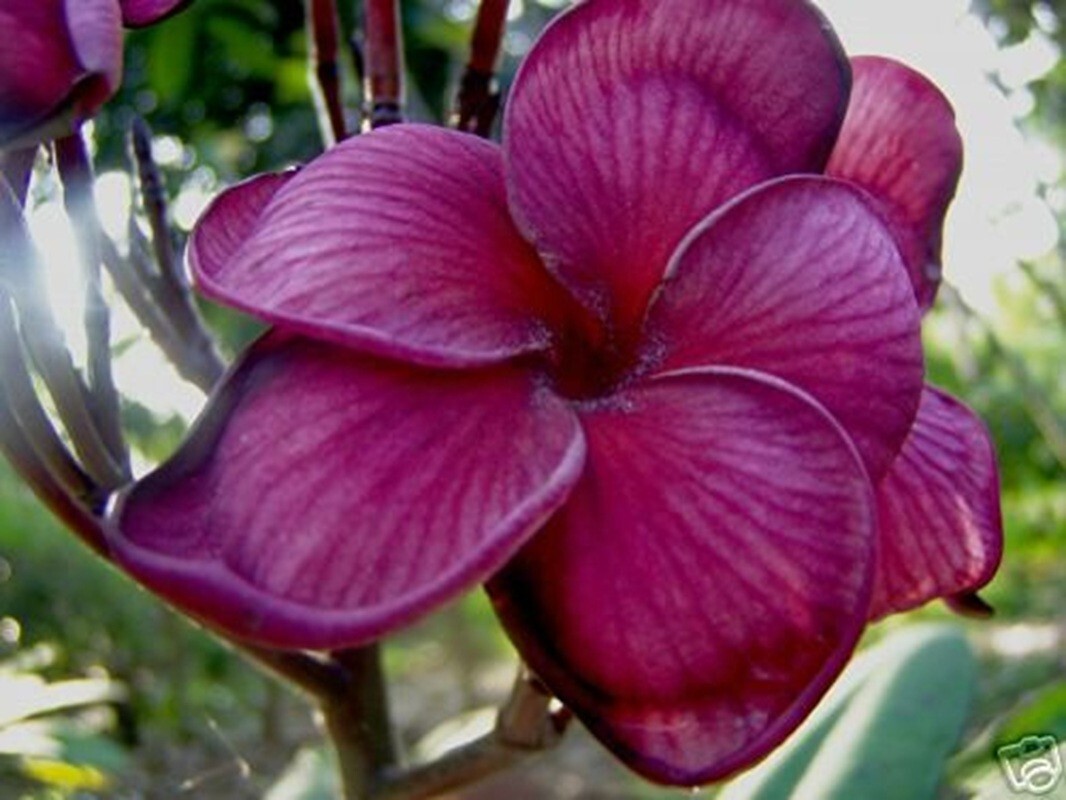 5 Plumeria Seeds ” Black Purple “