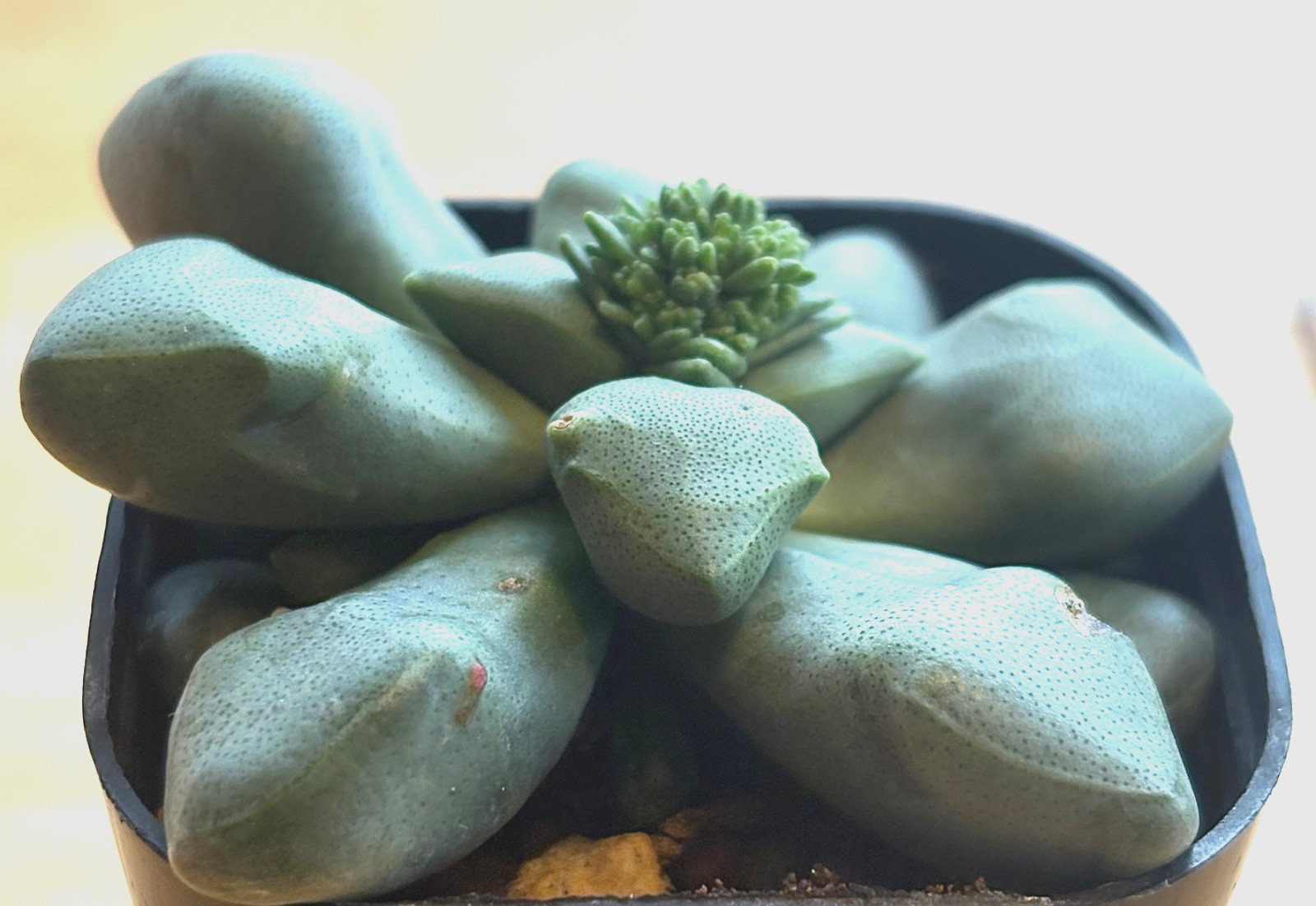 Crassula species Prince Albert succulent cactus