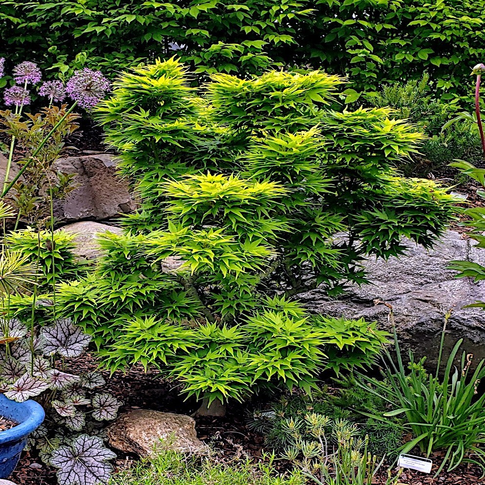 10 “DWARF” Japanese Maple Tree Seeds (Mikawa yatsubusa) UNIQUE Hemp Herb Bonsai