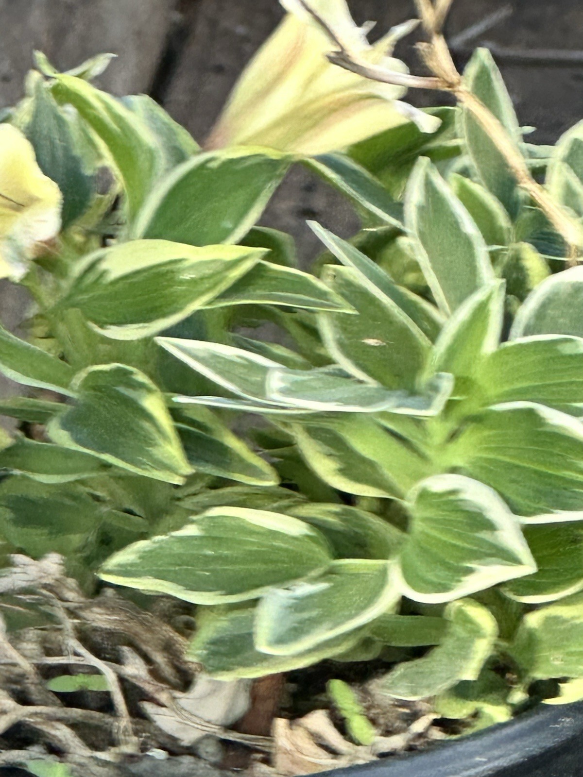 Alstroemeria aurea Yellow Variegated Peruvian Lily 1 Live Flower Plant Root Bulb
