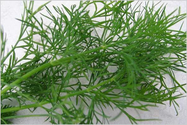 HERBS, CULINARY/MEDICINAL 32 VARIETIES DOOMSDAY/SURVIVAL SEED CACHE HEIRLOOM