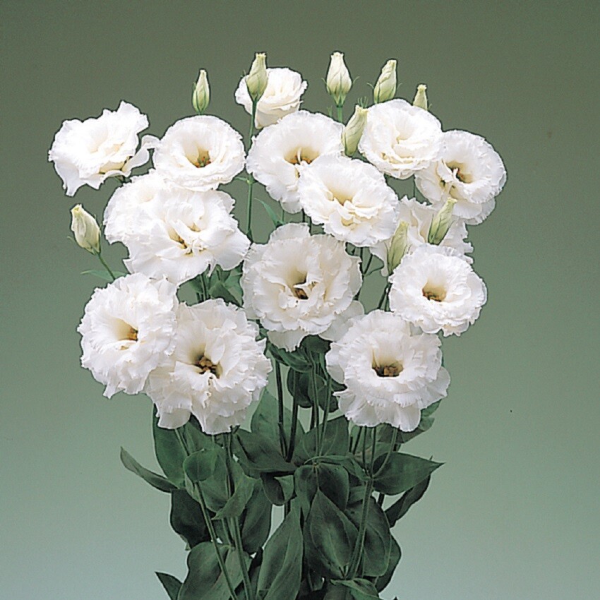 MPB#4 Lisianthus Seeds Super Magic White 50 Pelleted Seeds Flower Seeds