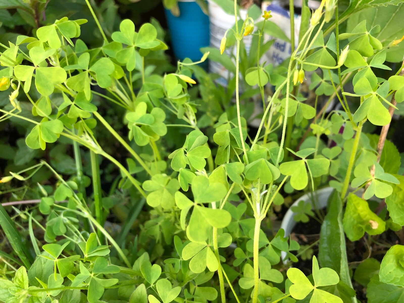WILD & CLEAN!Oxalis Stricta Yellow Wood Sorrel 2024 Seeds~Lemon Clover*Sourgrass