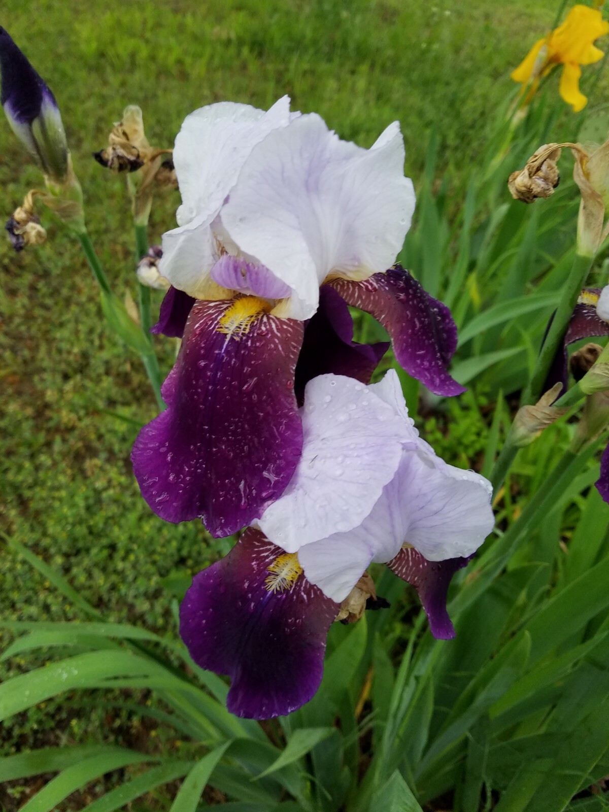 “100 Mixed Variety Bearded Iris– GREAT VALUE• Fresh•Hardy•EASY to Grow