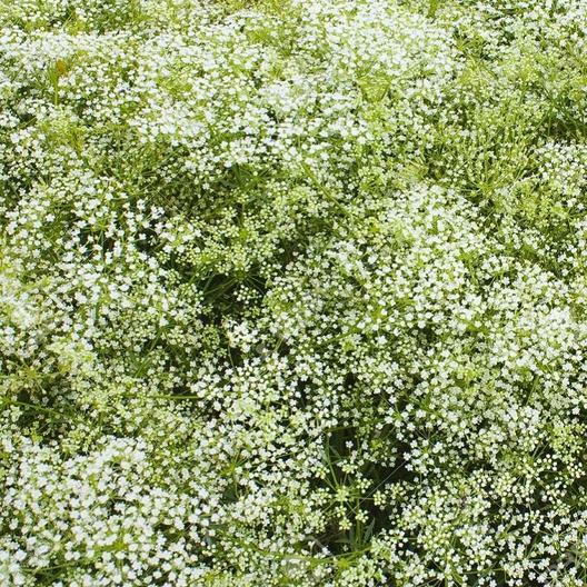 Baby’s Breath PERENNIAL Classic Low Growing Rock Gardens Non-GMO 500 Seeds