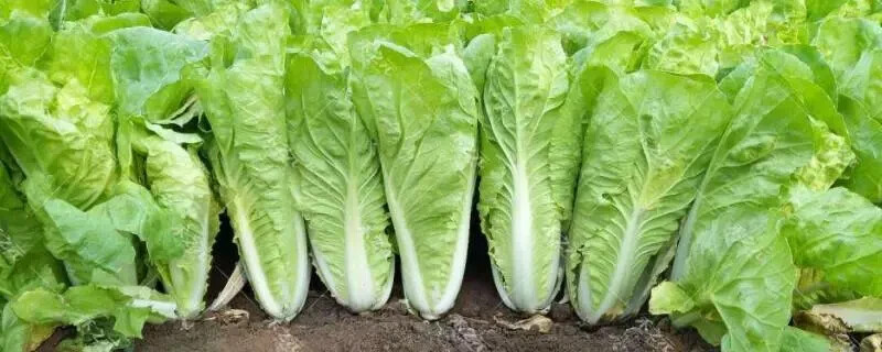 Pakchoi -Green Star