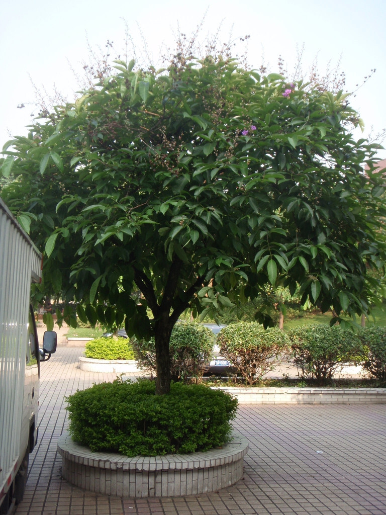 Lagerstroemia Crape Myrtle | speciosa | Giant Crape Myrtle | 10 seeds