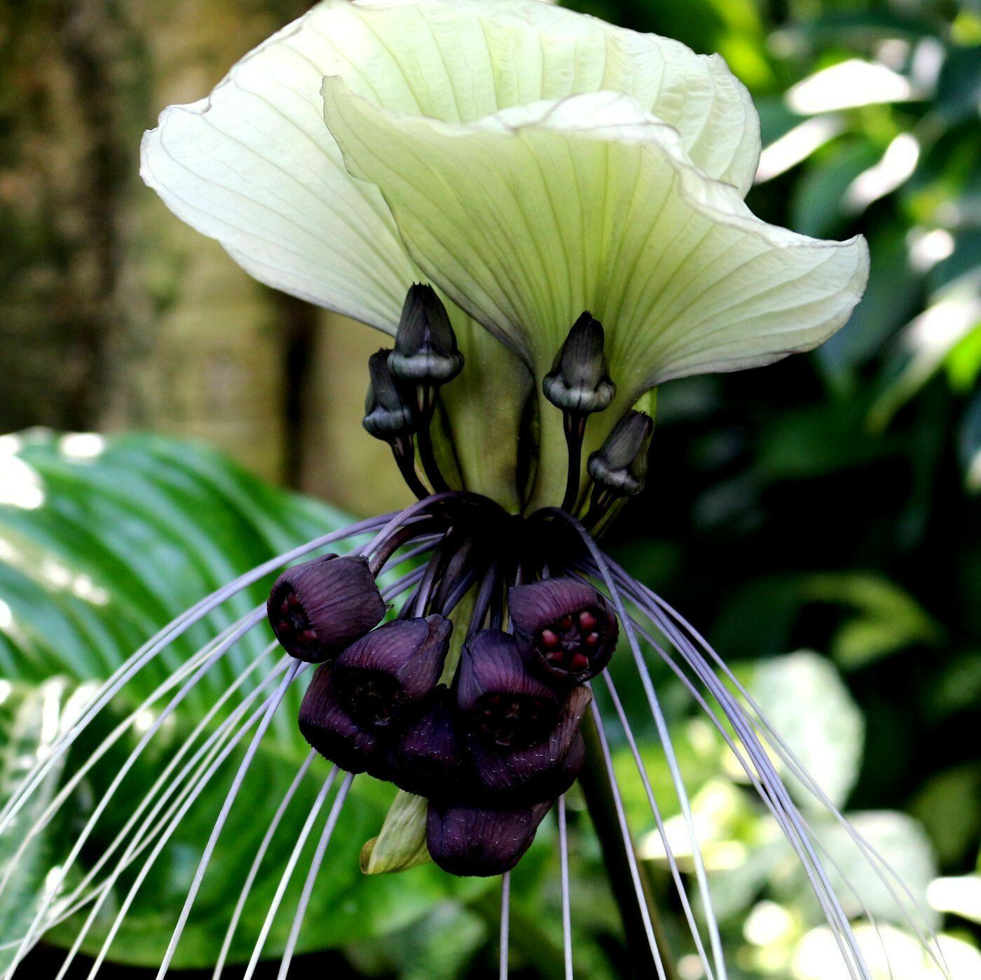 10 White Bat Orchid Flower Seeds (Tacca Integrifolia) Exotic Tropical Houseplant
