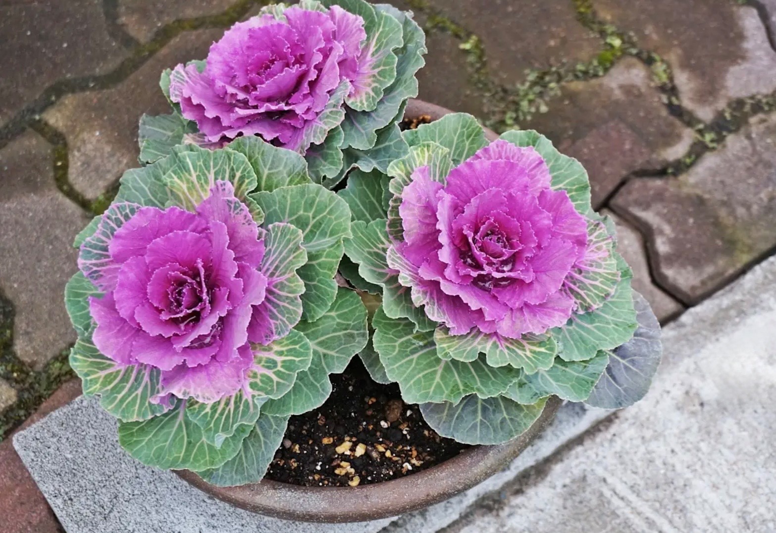 Mixed Ornamental Cabbage/Kale Seeds Smooth Round-Leaf Osaka Pink Fresh 2026 🇺🇸