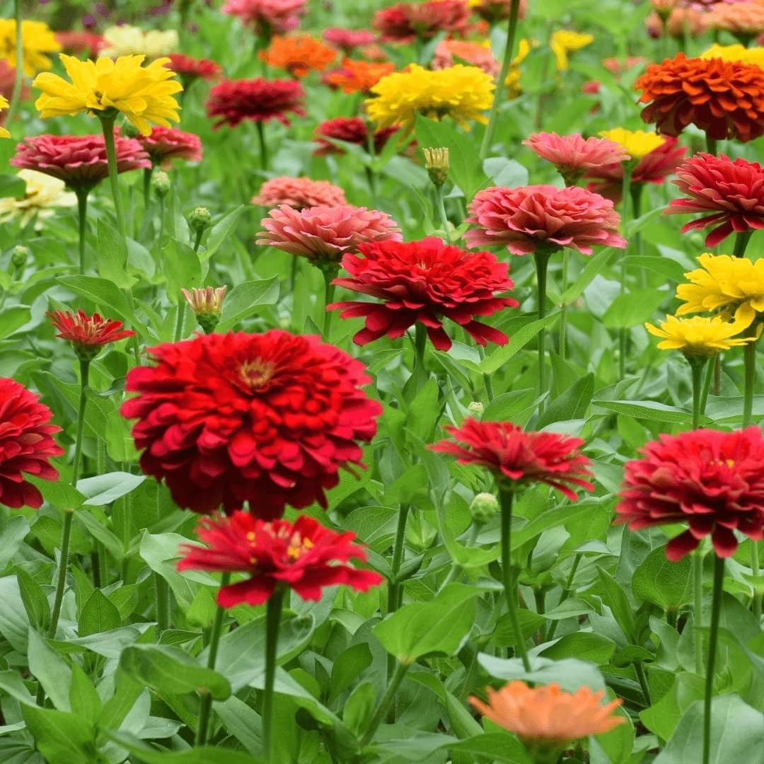 Zinnia California Giant Flower Seeds, Bulk red, pink, orange, yellow, white