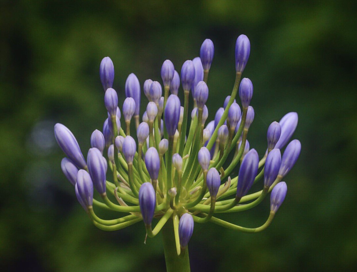 25 Seeds Lily of the Nile Blue Agapanthus African Lily