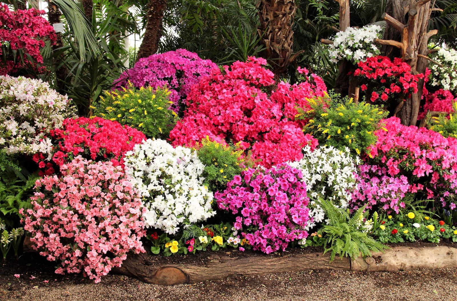 25 MIXED COLORS AZALEA Rhododendron spp Red Purple Flower Shade Bush Shrub Seeds