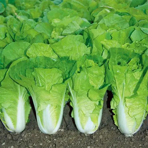 Pakchoi -Green Star