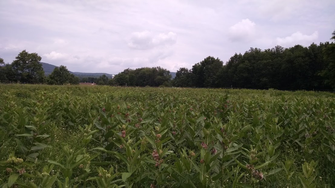 Milkweed Seeds (Common), Organic, Various Quantities, 2022 Crop 90% germination