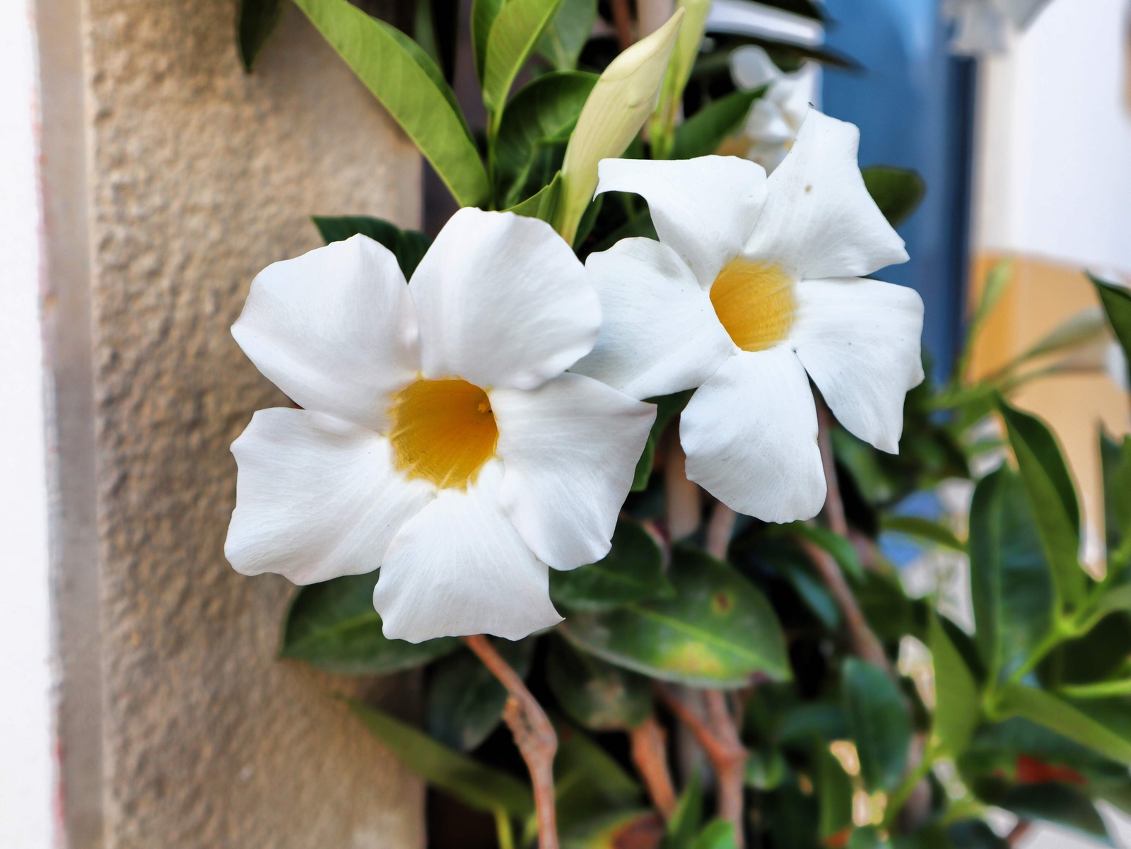 5 CHILEAN JASMINE / MANDEVILLA Laxa White Fragrant Flower Vine Seeds