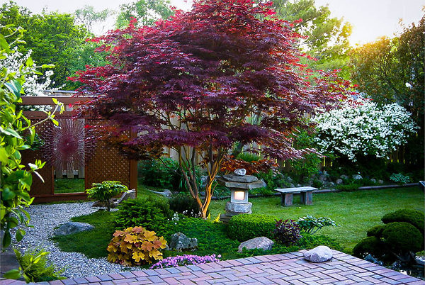 “BLOODGOOD” Red Japanese Maple Tree Seeds (Palmatum atropurpureum) Hardy Bonsai