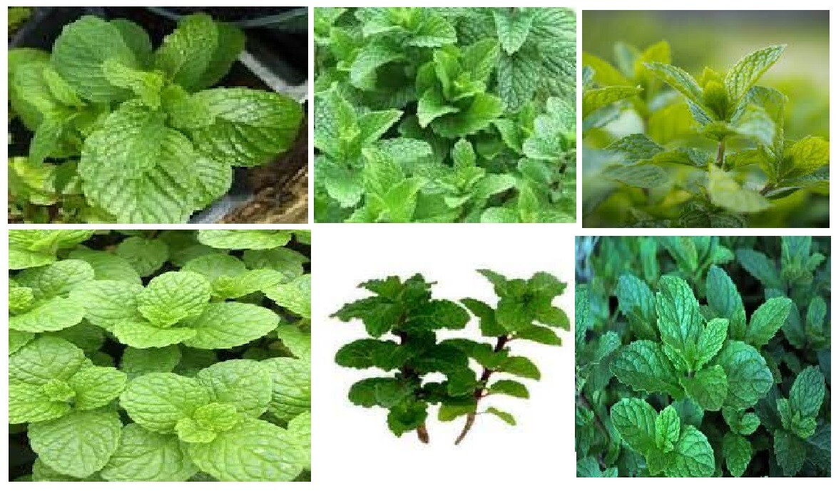 Kentucky Colonel MINT HERB 25 SEEDS USA Seller