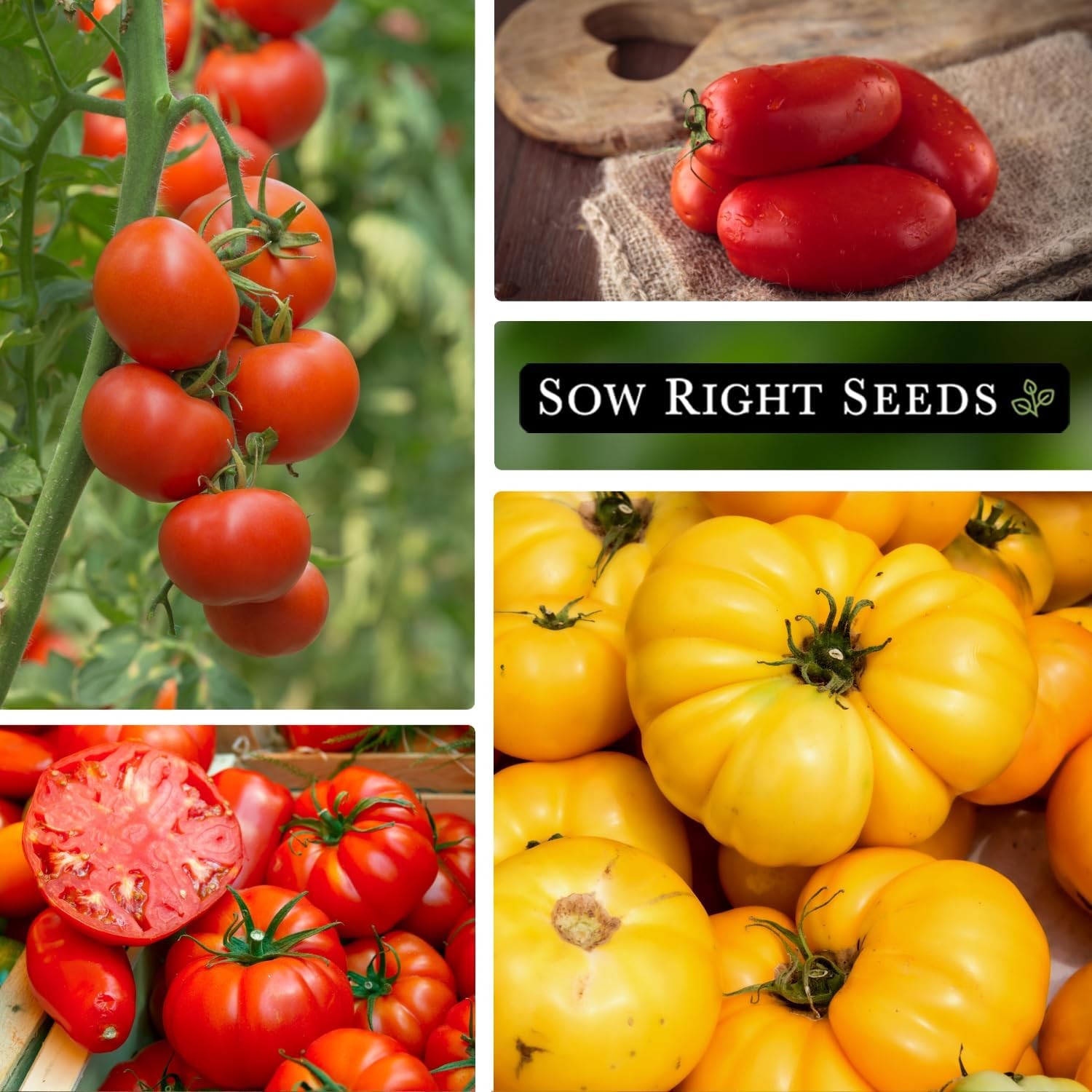 Sow Right Seeds – Tomato Seed Collection for Planting – 10 Varieties with Many S