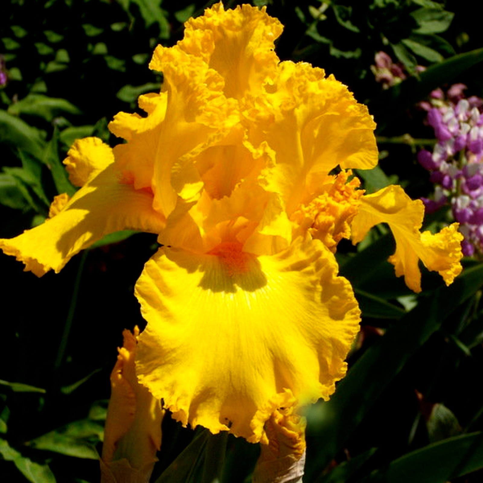 **THROB** Tall Bearded Iris. Pre-Order, Combined Shipping: Jul – Sep