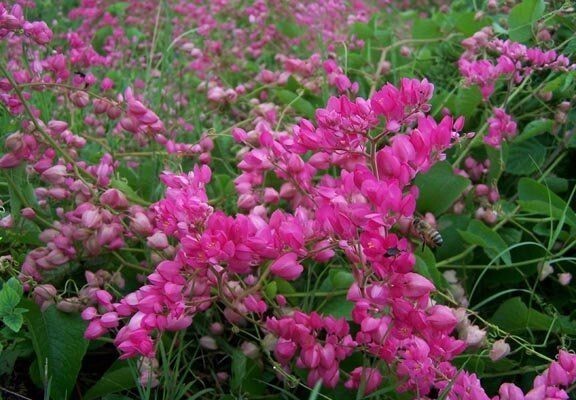 Coral Vine Antigonon leptopus~~SMALL Rooted Starter Plant~Butterflies love it!!!