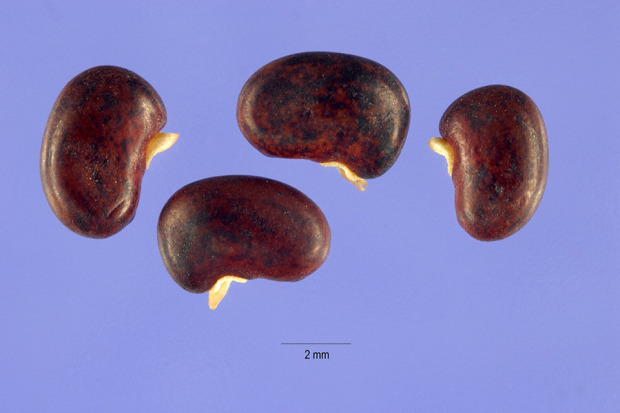 Arnot Bristly Locust, Robinia fertilis, Shrub Seeds