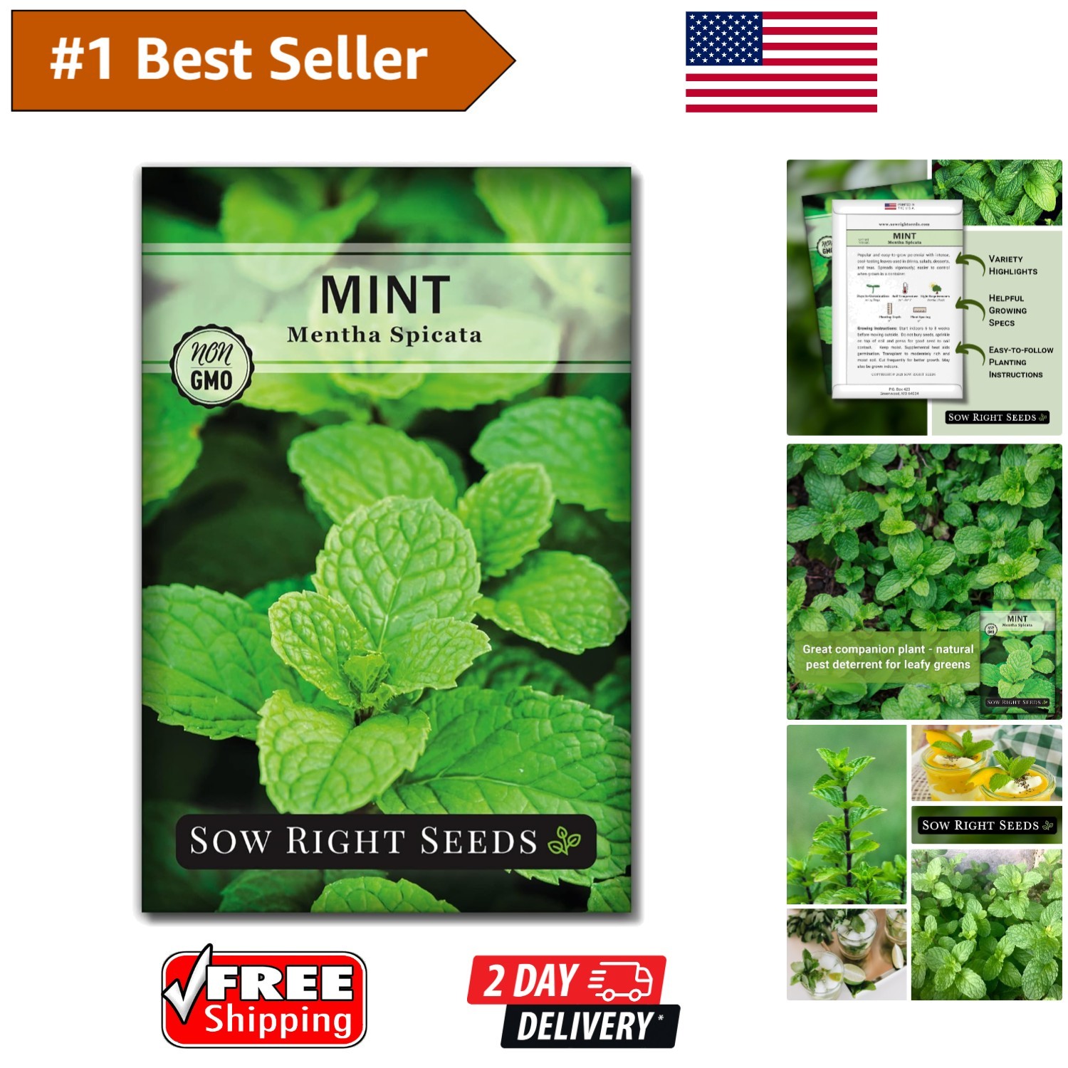 Fast-Germinating Mint Seeds – Non-GMO Herb for Refreshing Drinks & Desserts