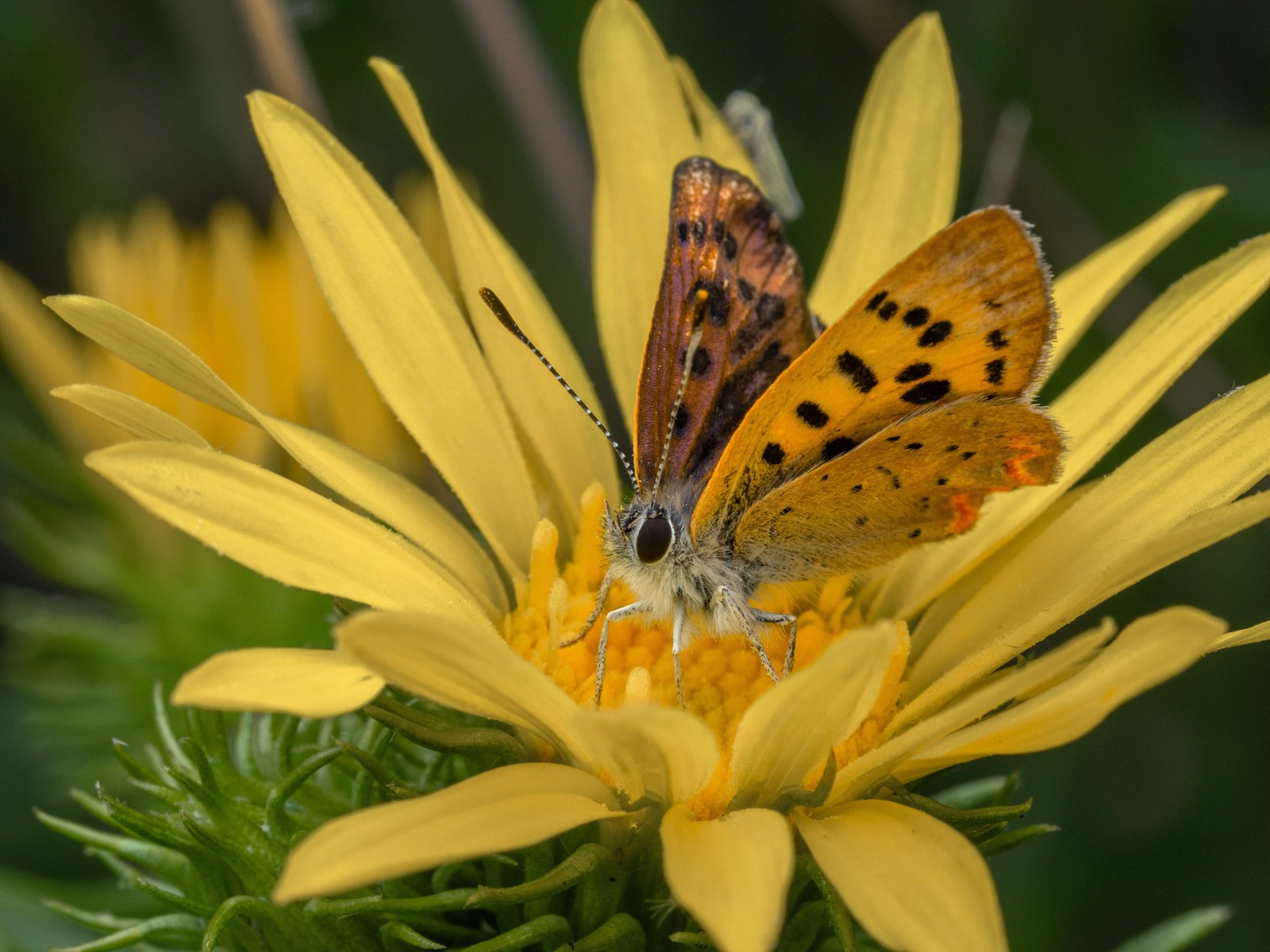 Gumweed, Puget Sound (Grindelia integrifolia)
