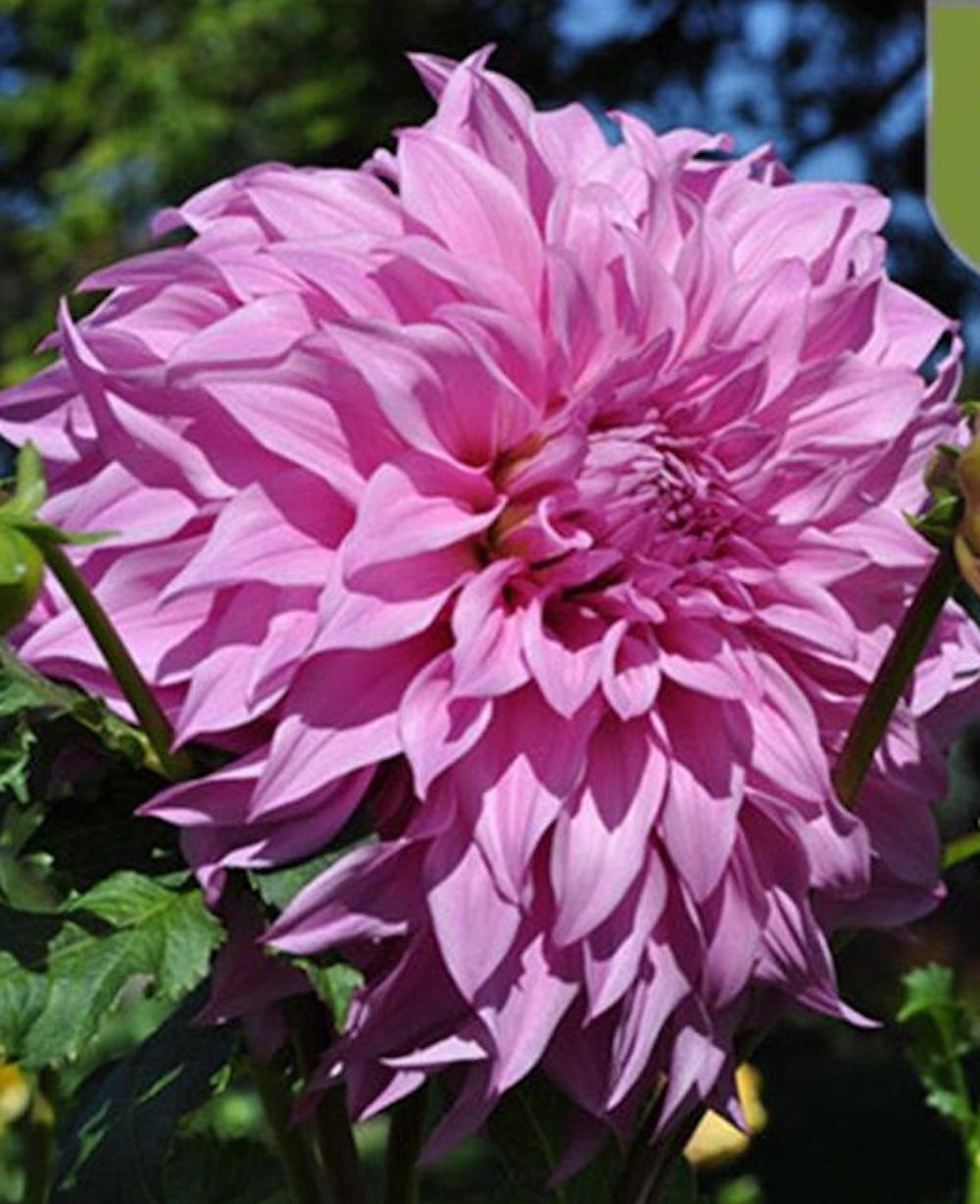 20 SEEDS DAHLIA blossom flowering bud rare bloom exotic garden plant 18 colors
