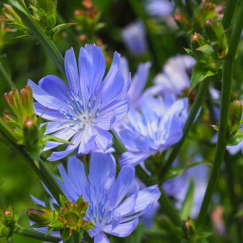 500+ Chicory Seeds, Italian Dandelion | Non-GMO | Free Shipping