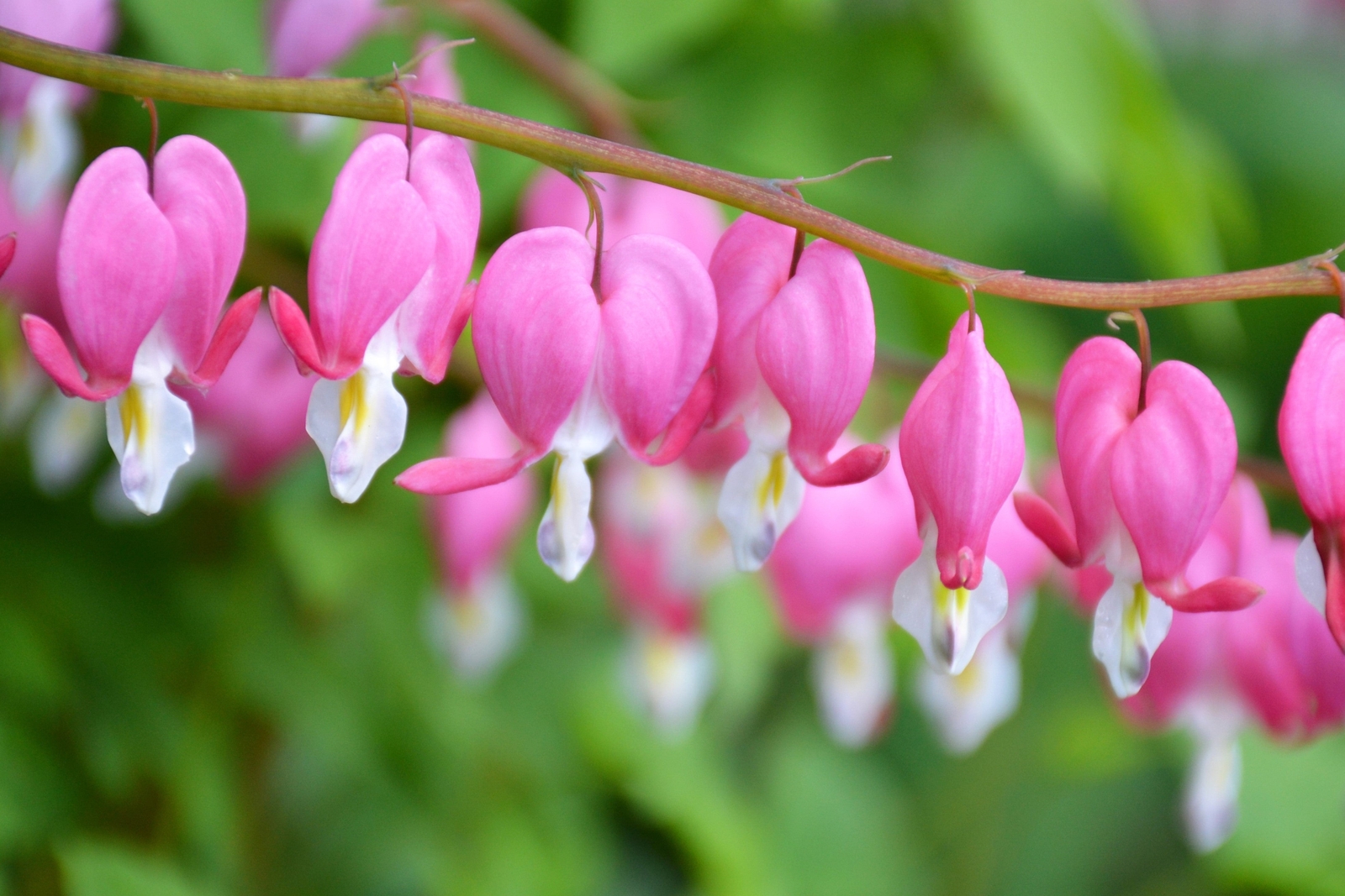10 BLEEDING HEART – PINK Old Fashioned Dicentra Formosa Shade Flower Seeds