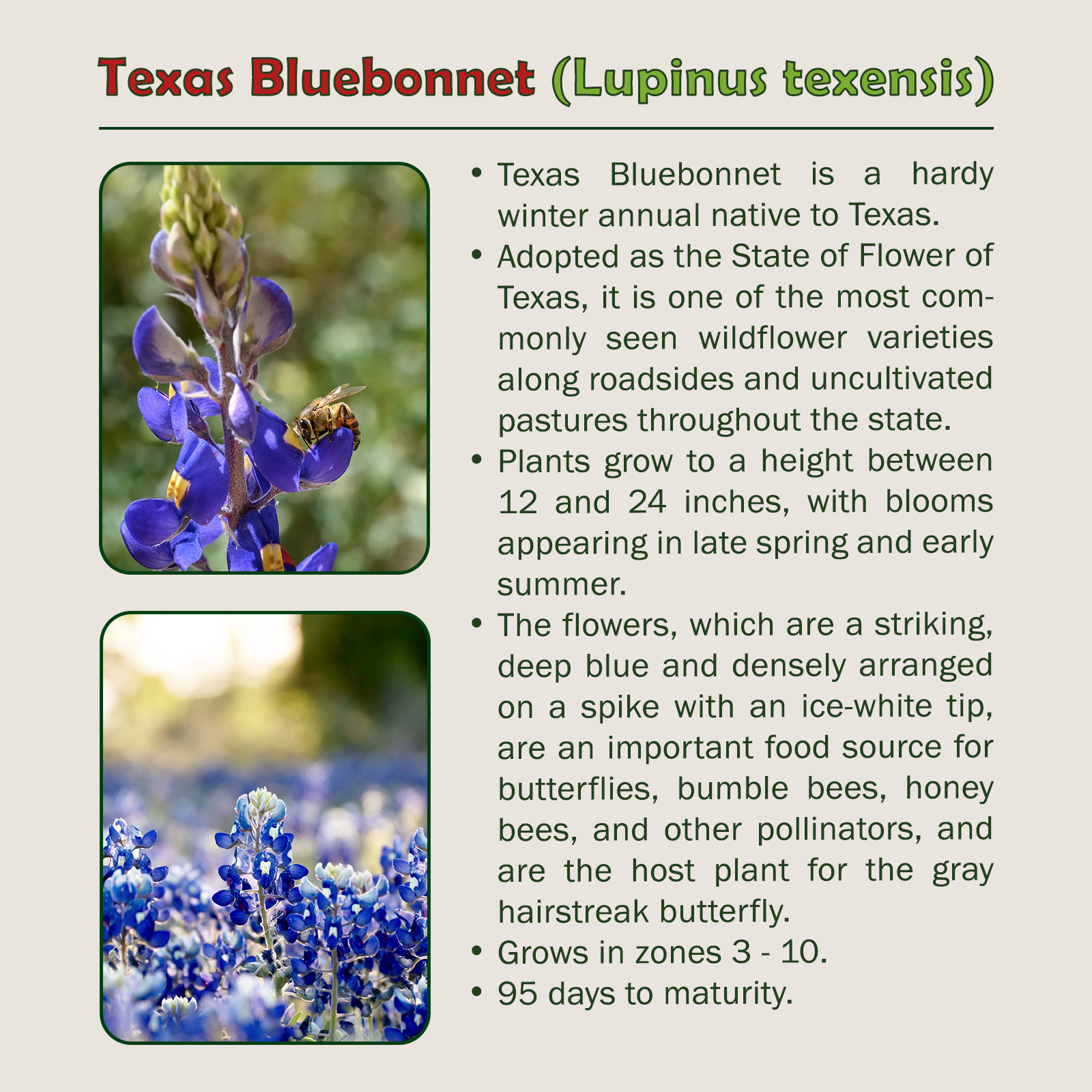 50 Texas Bluebonnet Seeds, Lupinus texensis, Texas State Flower, Genuine USA