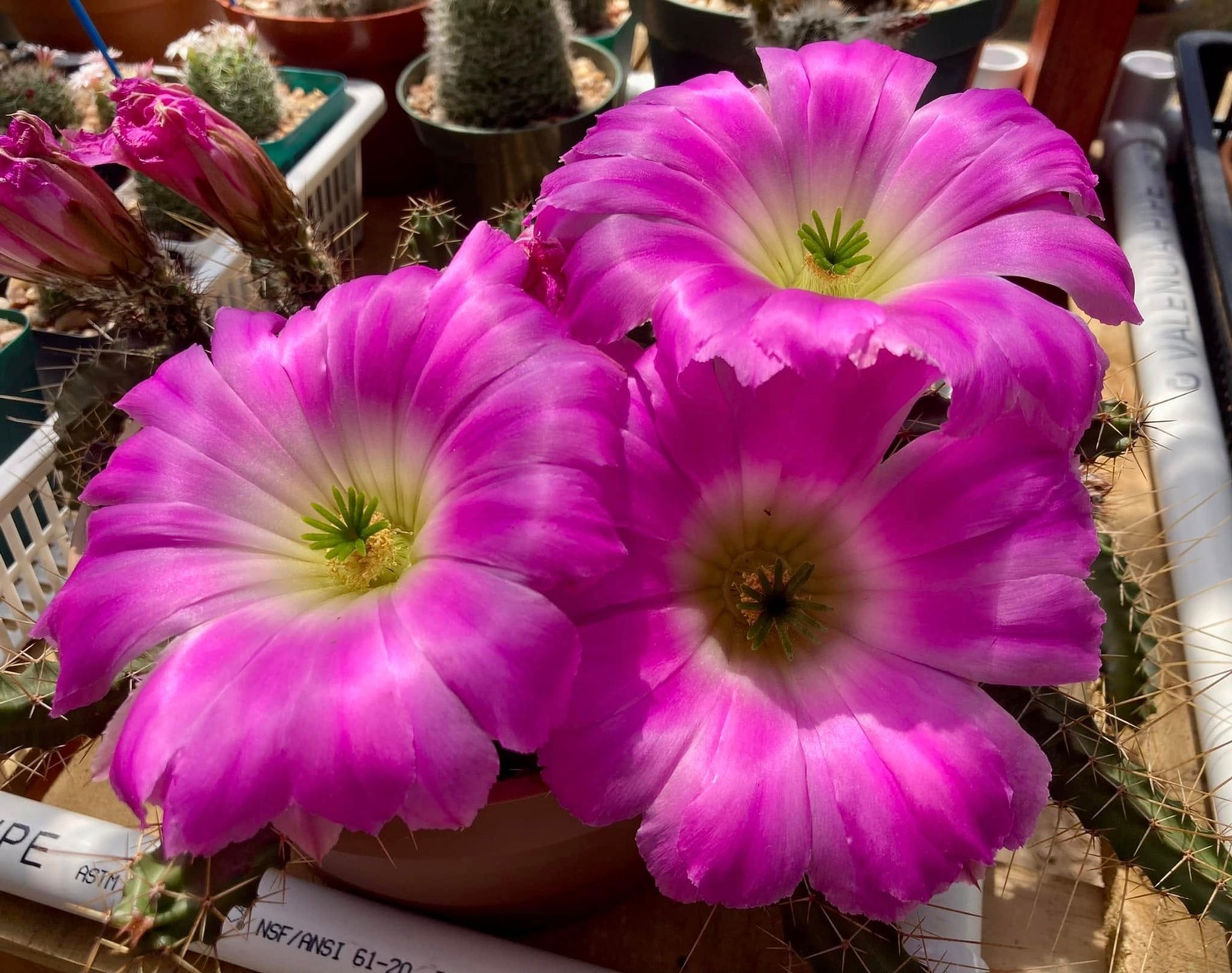Seed- Echinocereus pentalophus 25, 50 or 100 seeds