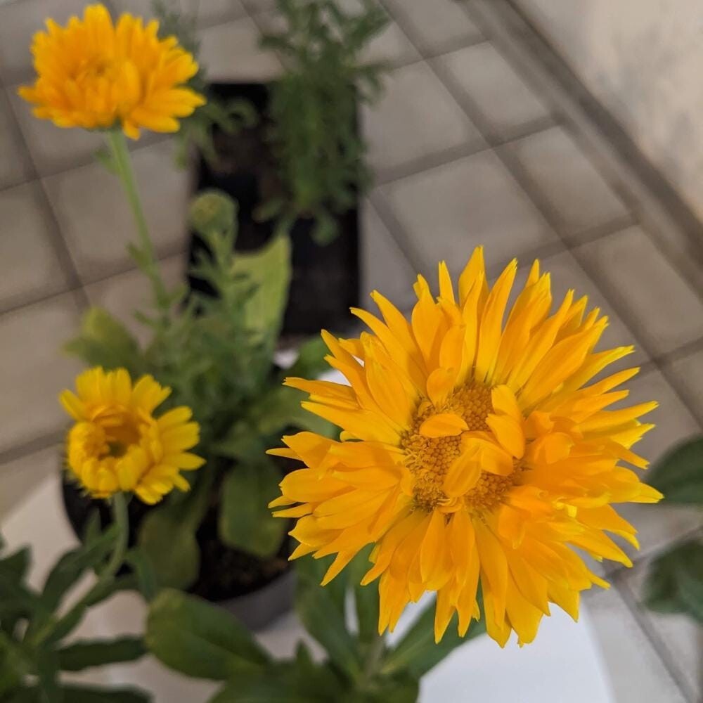 Calendula seeds (Calendula officinalis) – Seeds, Non-GMO, Open – Pollinated