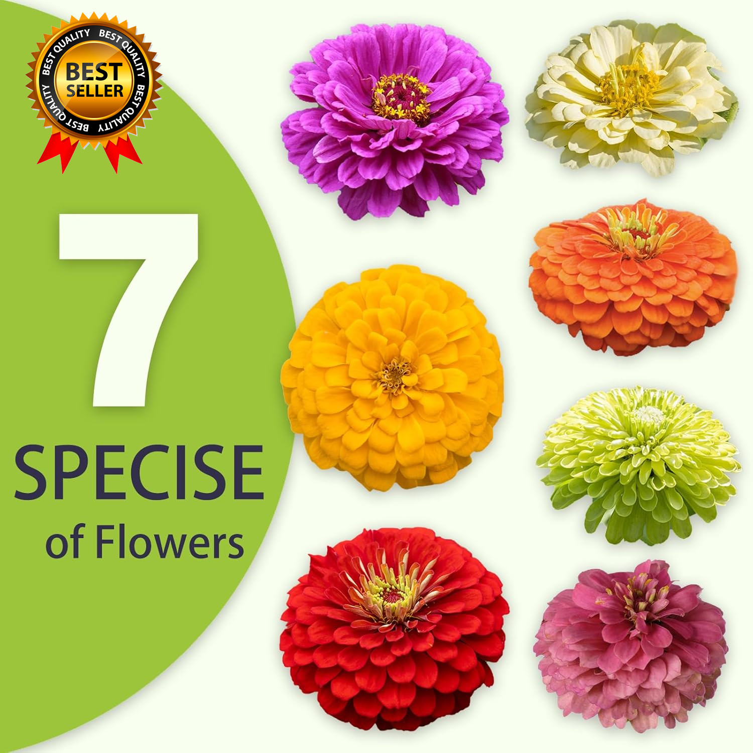 Zinnia Seeds Bulk 5,000+ | Outdoor Flower for Planting |Giant Zinnia Seeds