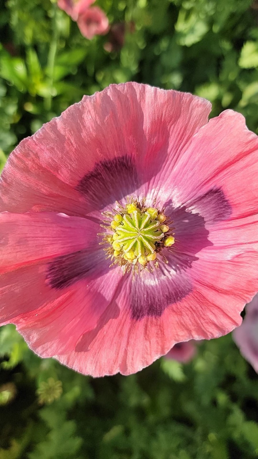 500+ COLD STRATIFIED Poppy Seeds RARE Somniferum blooms DECORATIVE Pods Non-GMO