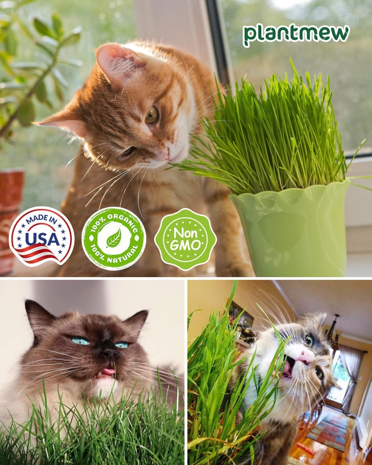 Cat Grass Kit for Indoor Cats 3 Pack, Organic Wheat Grass Seeds Grows in 7 Days