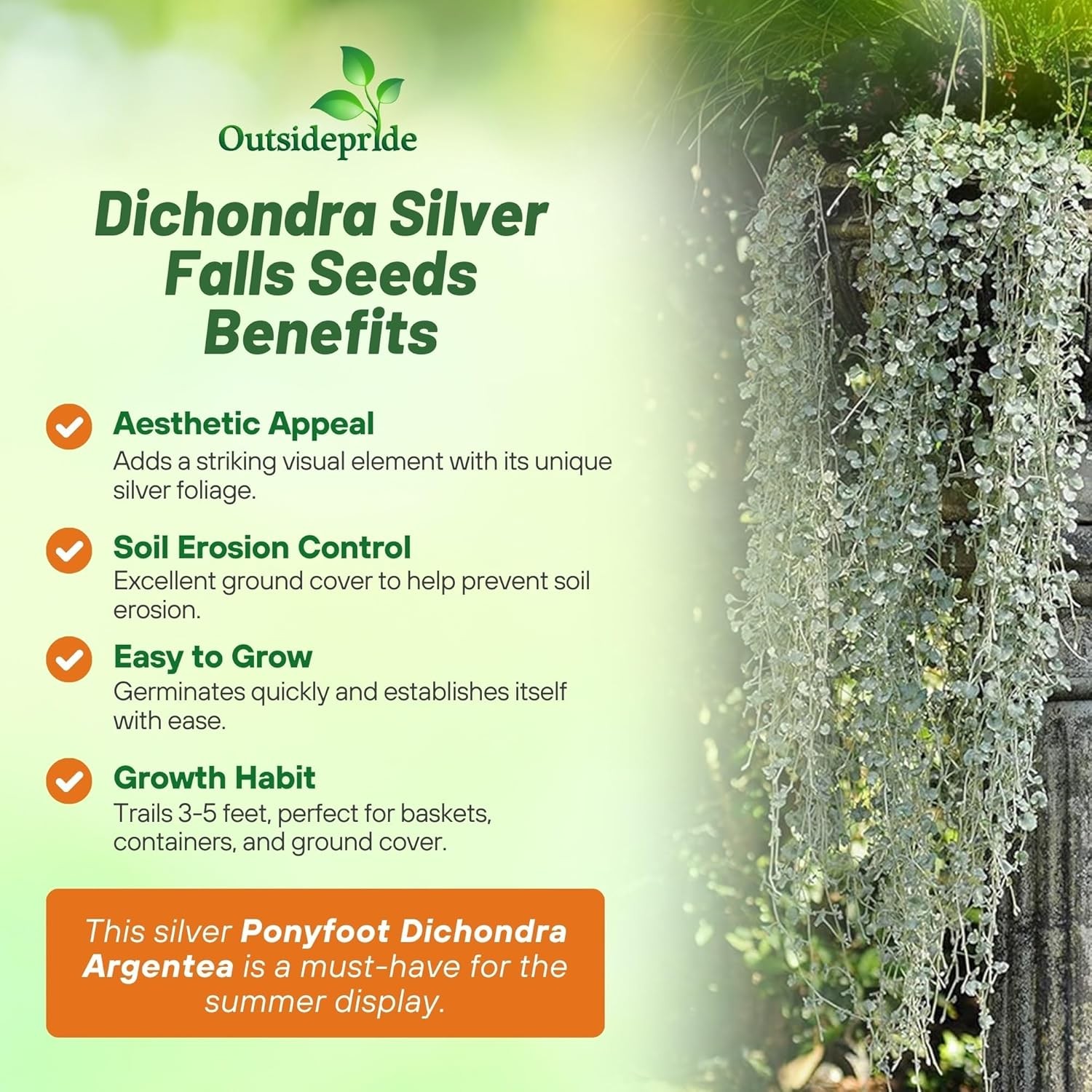 15 Seeds Dichondra Seeds Heat & Drought Tolerant Silver Falls Ground Cover